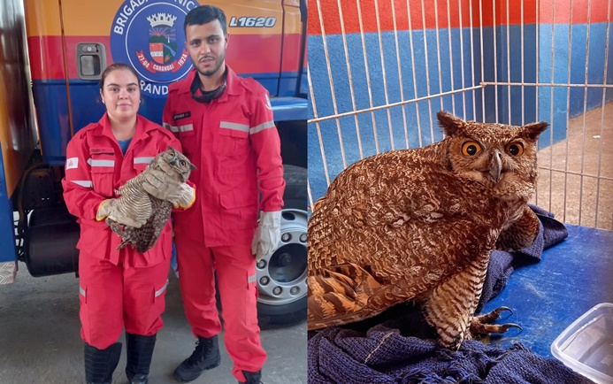 brigada-municipal-de-carandai-resgata-coruja-ferida-no-bairro-crespo