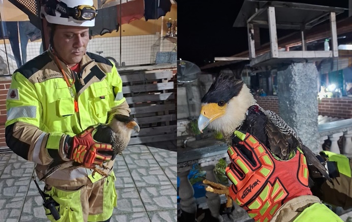 bombeiros-resgatam-gaviao-carcara-ferido-em-quintal-de-residencia-no-bairro-pontilhao